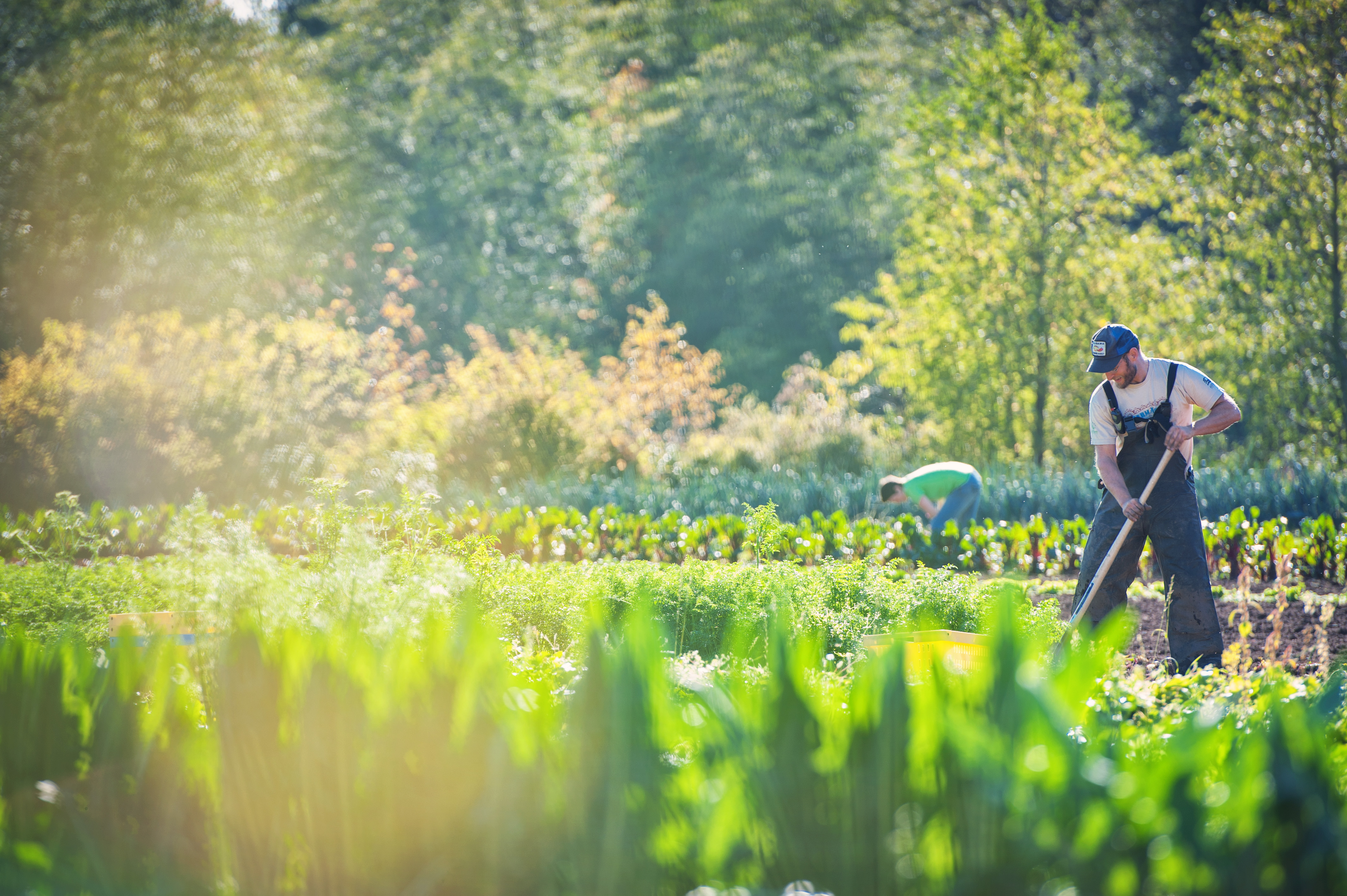 Farmer in the field at UBC Farm