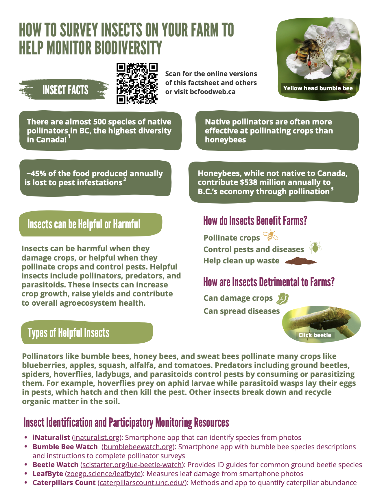 thumbnail of the insect factsheet's first page