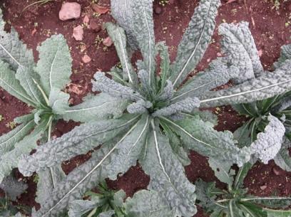 Kale with messy leaves