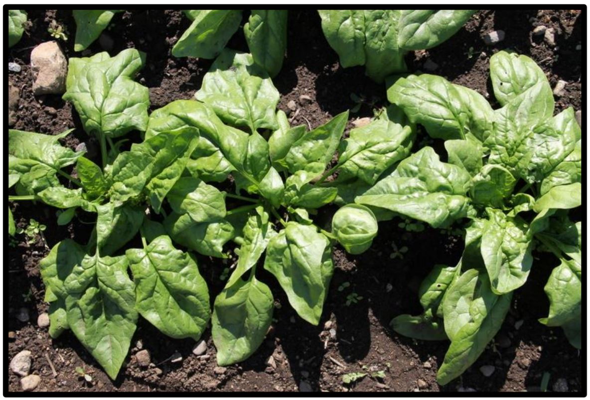 Semi-savoy spinach leaf type