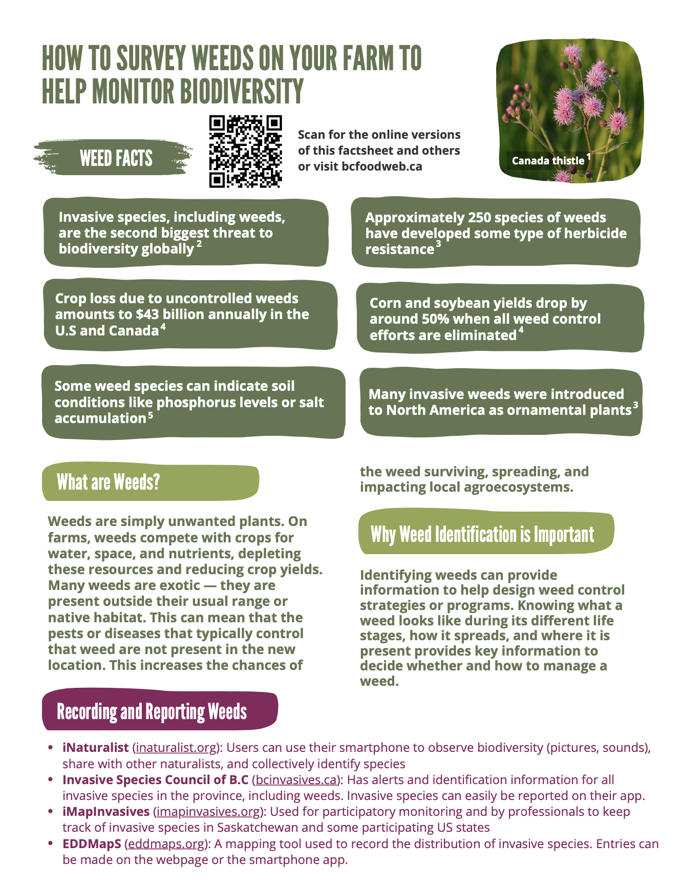 thumbnail of the weed factsheet's first page